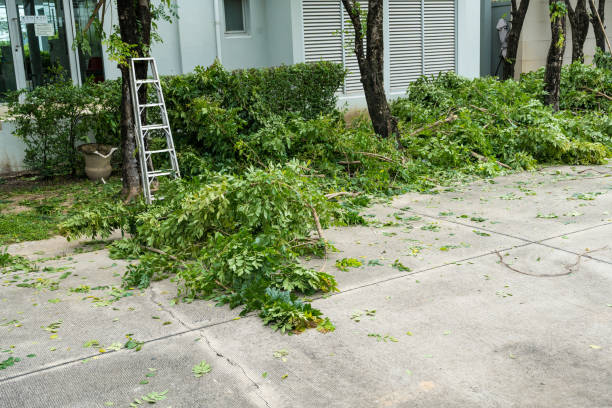 Reliable Ennis, TX Tree Services Solutions